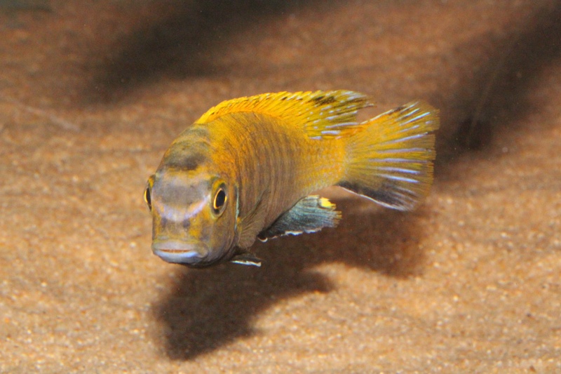 Tropheops sp. 'red fin' Usisya